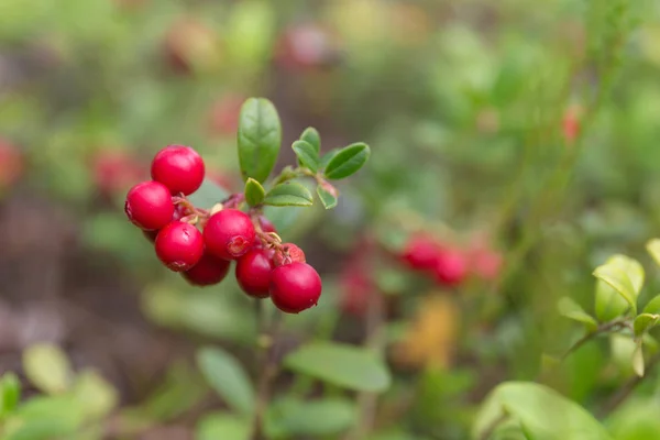 Arándanos rojos en el bosque —  Fotos de Stock