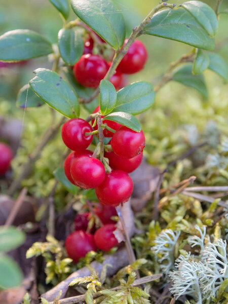 closeup bush with ripe lingonberries
