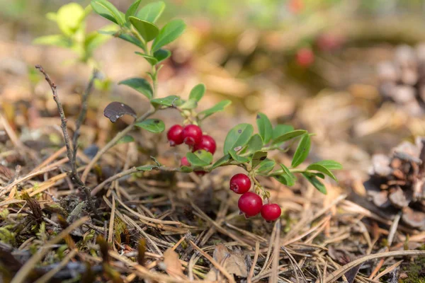 Lingonberry 부시를 닫습니다. — 스톡 사진