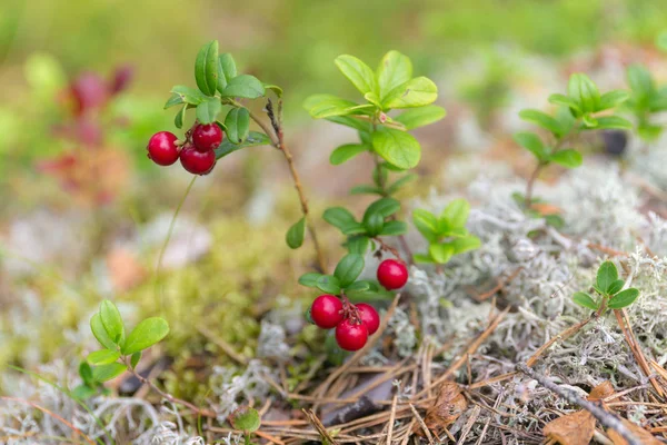 Lingonberries in summer forest — Stock Photo, Image