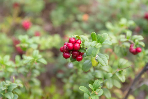 Bush with ripe lingonberries in summer — Stock Photo, Image