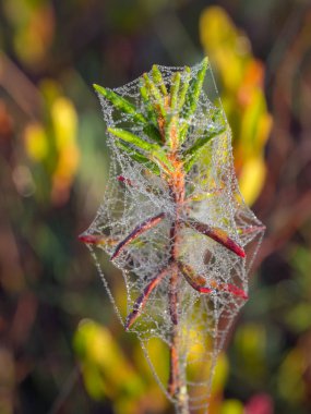 Örümcek ağı ile Ledum dalı
