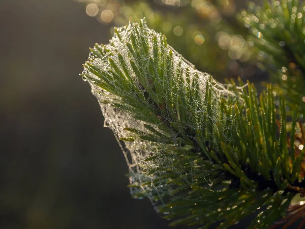 Nasses Spinnennetz — Stockfoto