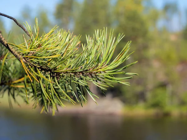 Pine filial i förgrunden — Stockfoto