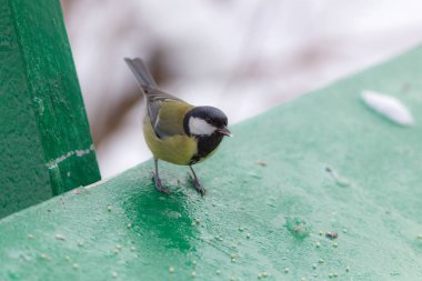 aç met tohumları yiyor