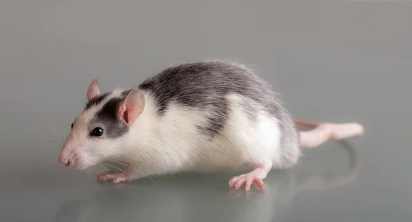 Домашняя крыса на стекле — стоковое фото