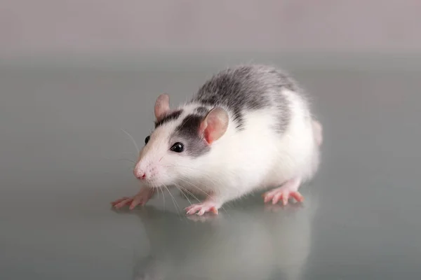 Studio portrait of a domestic rat — Stock Photo, Image