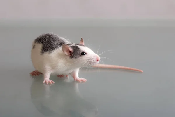 Портрет домашней крысы — стоковое фото