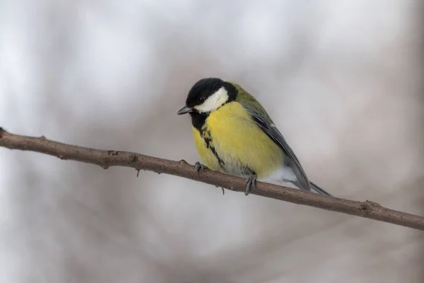 Tit on a tree branch — Stock Photo, Image
