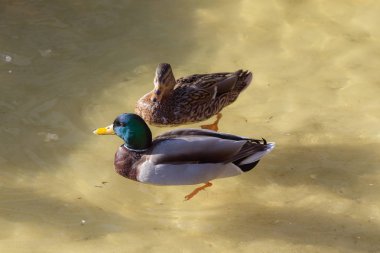 eriyen buz üzerinde iki ördek