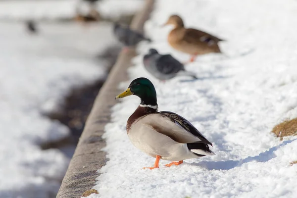 Porträt einer Ente — Stockfoto