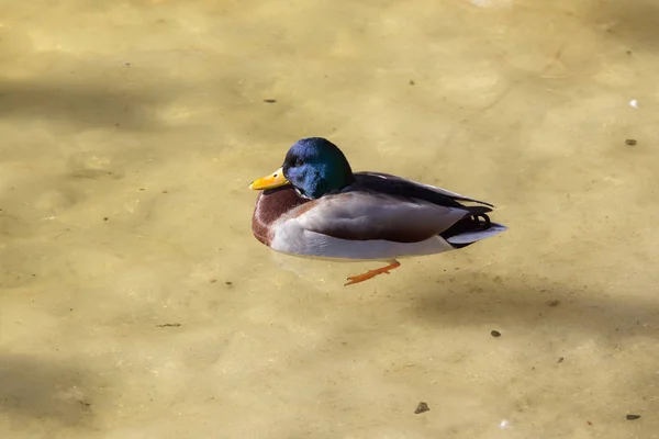 Duck in water on melting ice — Stock Photo, Image