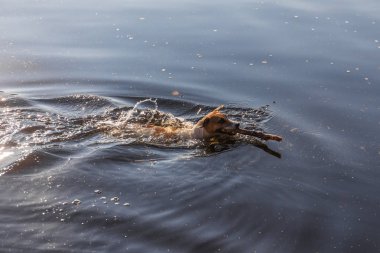 köpek ahşap bir sopa ile yüzer
