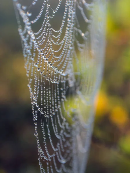 Abstrakt spindel Web närbild — Stockfoto