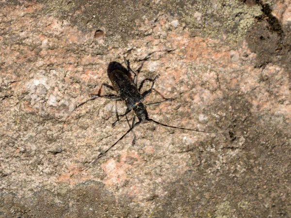 黑甲虫坐在石头上 — 图库照片