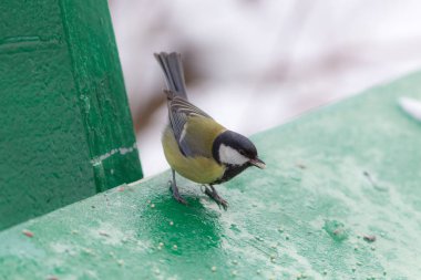 baştankara tohumu yiyor