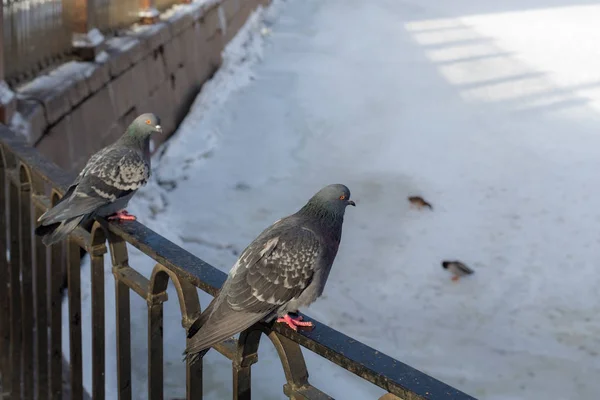 Deux pigeons sur la clôture — Photo