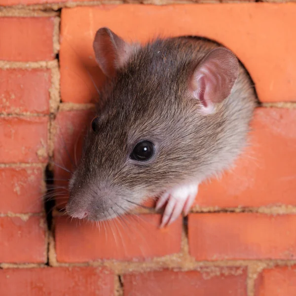 Binnenlandse rat close-up — Stockfoto