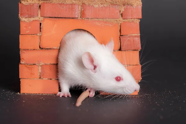 Rato doméstico branco em uma casa — Fotografia de Stock