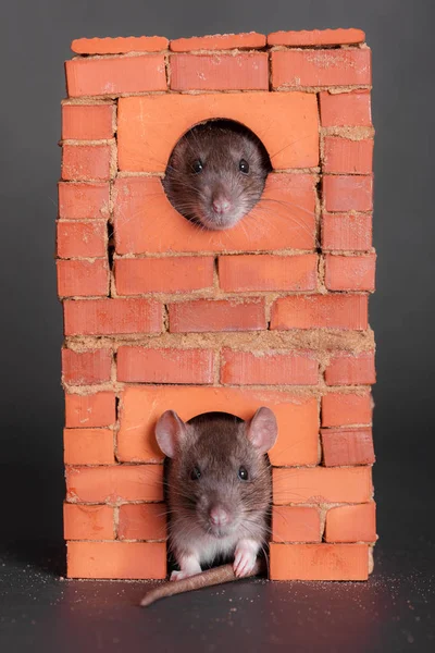 Dois ratos domésticos marrons — Fotografia de Stock