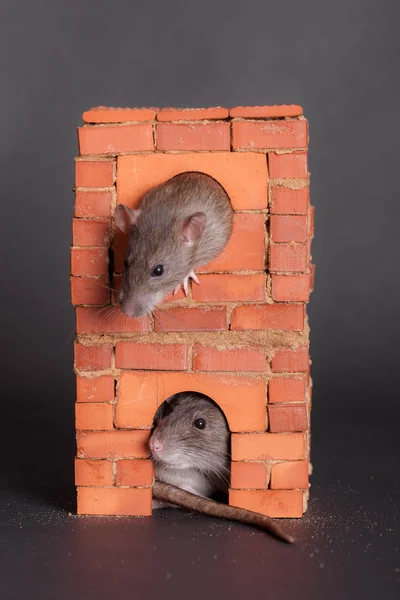 Ratas en una casa de ladrillo —  Fotos de Stock