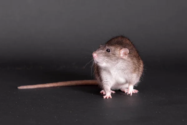 Portrait of a domestic rat — Stock Photo, Image