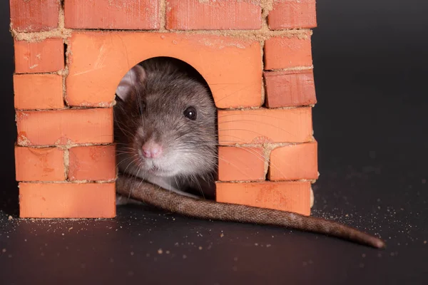 Hausratte in Ziegelhaus-Nahaufnahme — Stockfoto