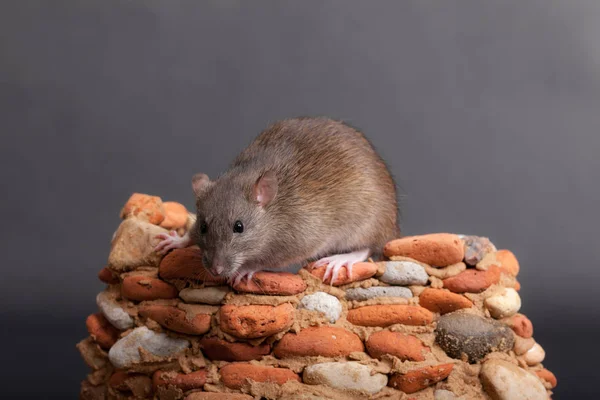 Brown domestic rat — Stock Photo, Image