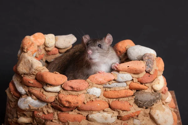 Rat dans une petite forteresse en pierre — Photo