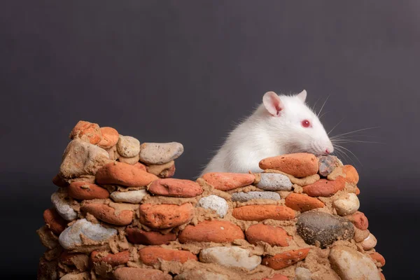 一个小石头堡垒里的老鼠 — 图库照片