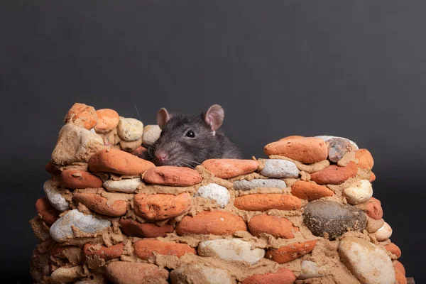 Чёрная крыса — стоковое фото