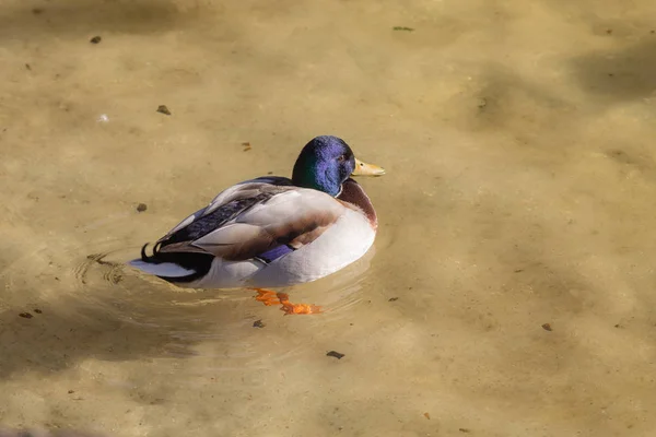 Ente im Wasser — Stockfoto