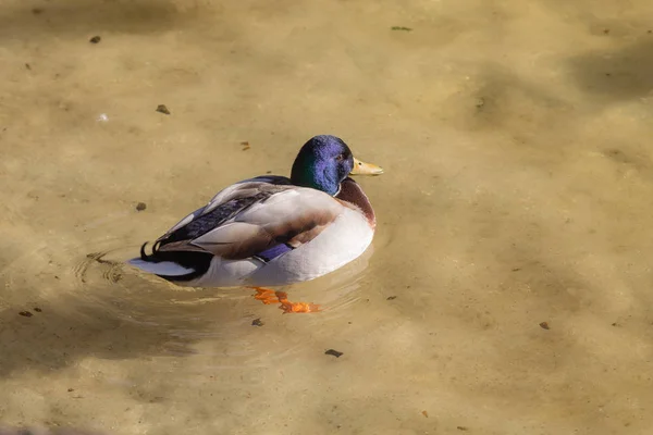 Pato na água — Fotografia de Stock