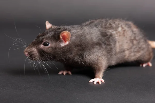 Rata doméstica negra — Foto de Stock