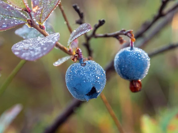 Bog whortleberry närbild — Stockfoto