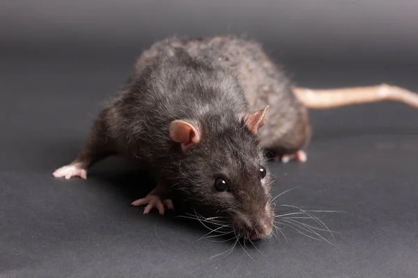 Retrato de una rata doméstica negra — Foto de Stock