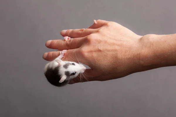 Patkány az emberi kéz — Stock Fotó
