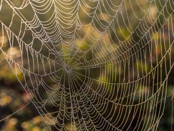 Spindelnät i slutet av sommaren — Stockfoto