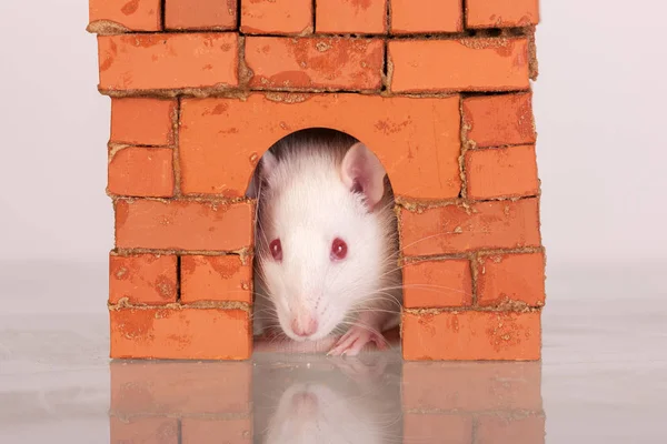 れんが造りの家でのネズミ — ストック写真