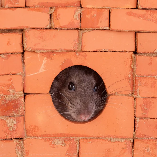 Rato em uma casa de tijolo — Fotografia de Stock