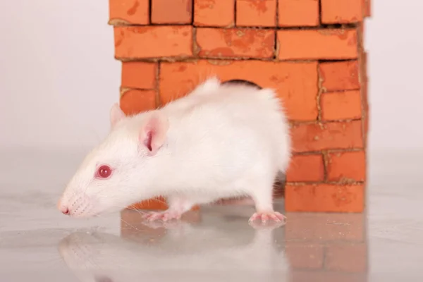 White domestic rat — Stock Photo, Image