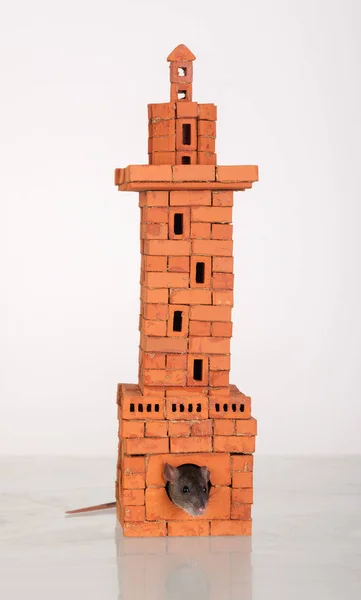Rato em uma pequena torre de tijolo — Fotografia de Stock