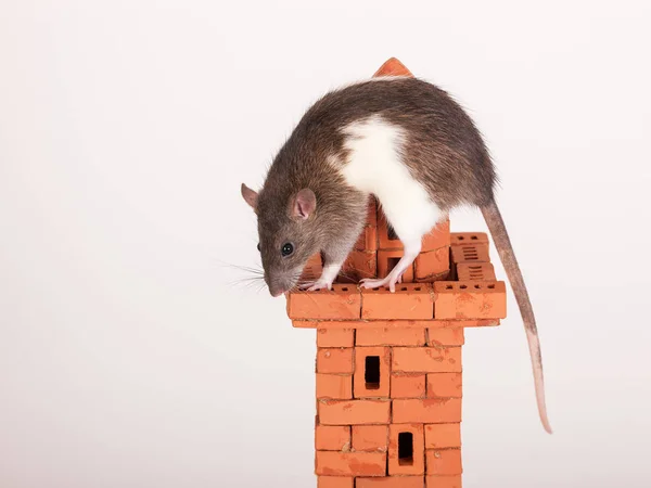 Rato em cima de uma torre de tijolo — Fotografia de Stock