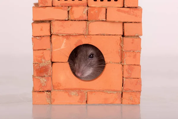 Inhemsk råtta i ett runt fönster — Stockfoto