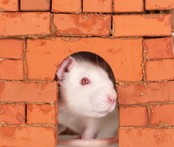 White rat in a brick house — Stock Photo, Image