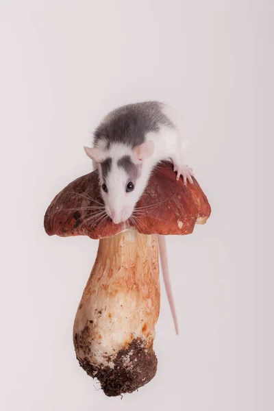 Крыса на грибной шапке — стоковое фото