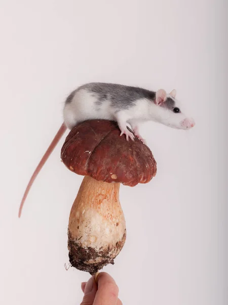 Binnenlandse rat op een paddestoel — Stockfoto