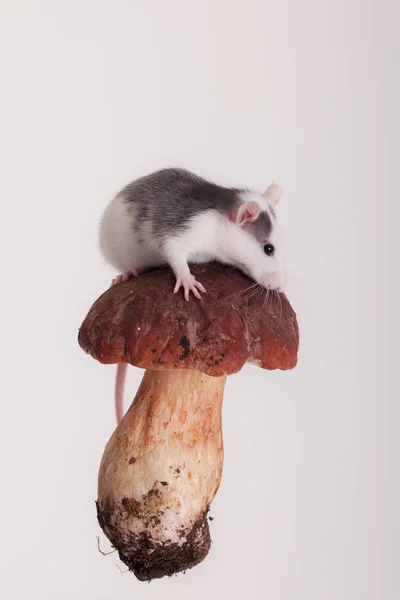 Small domestic rat — Stock Photo, Image