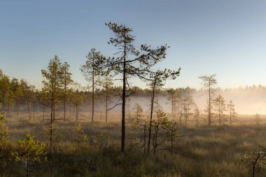 çam ağaçları bataklık