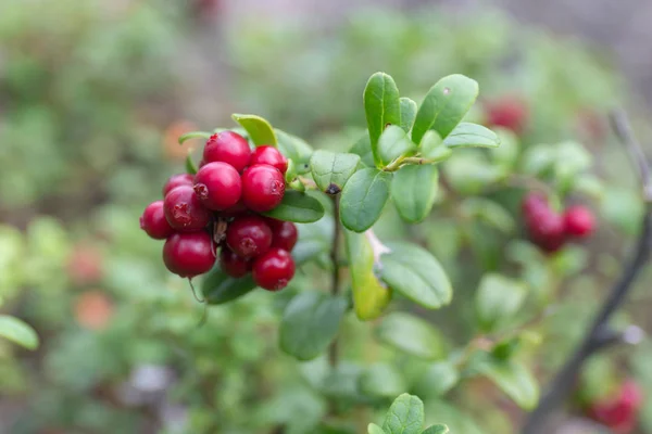 Arándanos rojos primer plano en el bosque —  Fotos de Stock